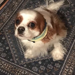 Meet your Posher, Susan